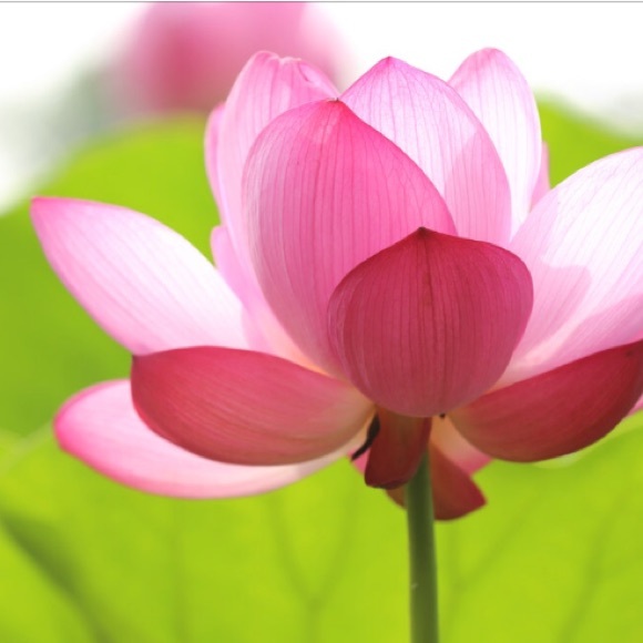 Meet your Posher, Aly - Picture 1 of 1